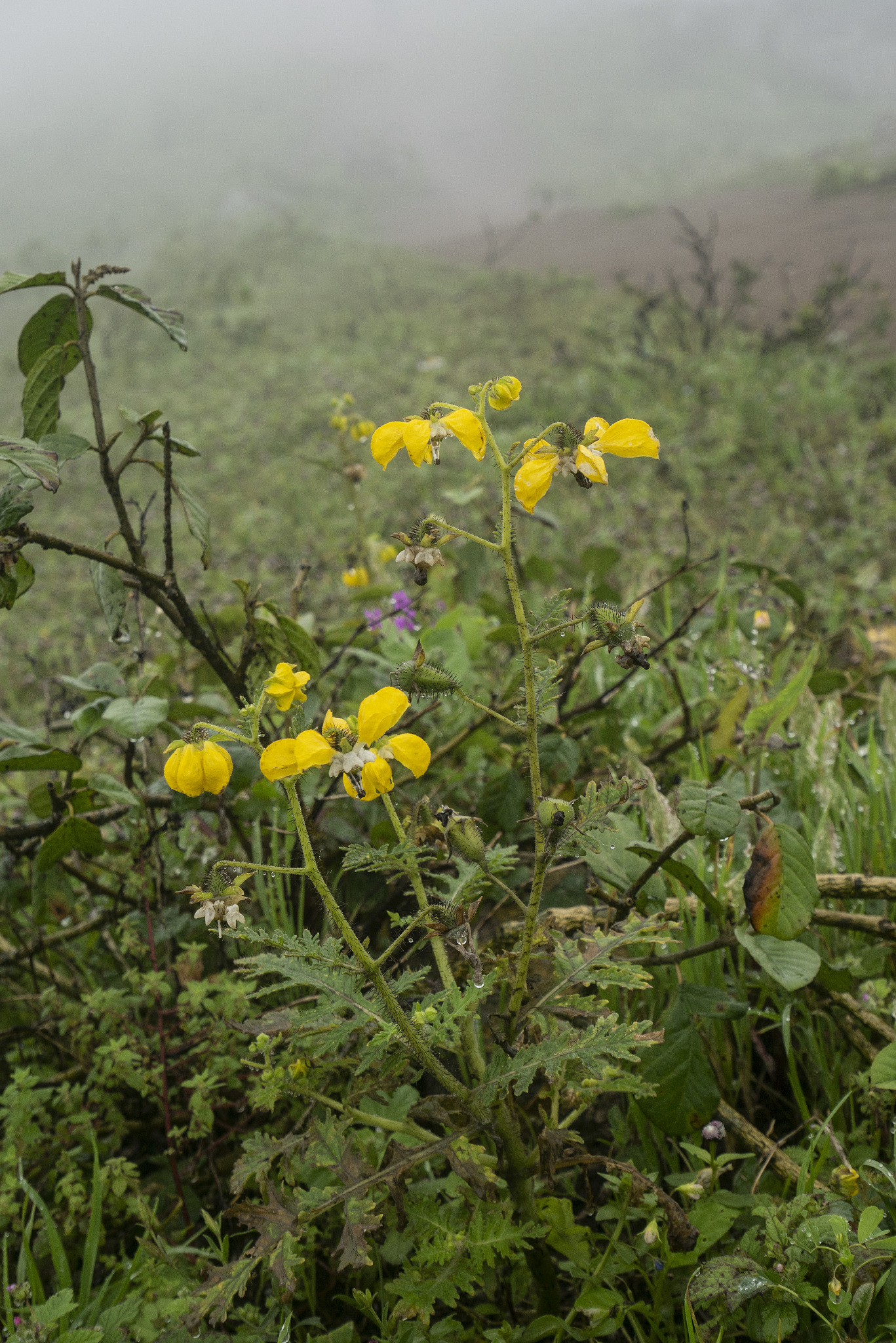 10 Rekomendasi Anime Komedi Seru yang Wajib Ditonton