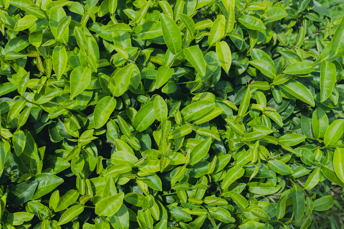 哪种绿茶发芽最早？