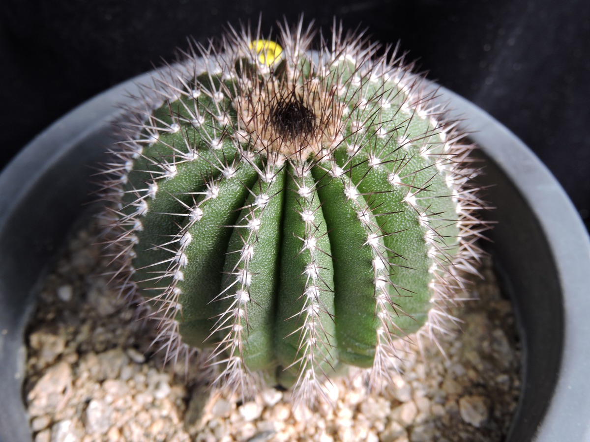 我喜欢仙人球：坚强、生命力、我的绿色朋友