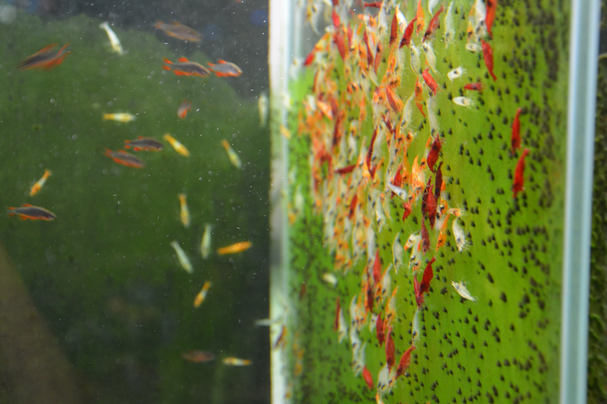 观赏鱼的日常养护与病虫防护