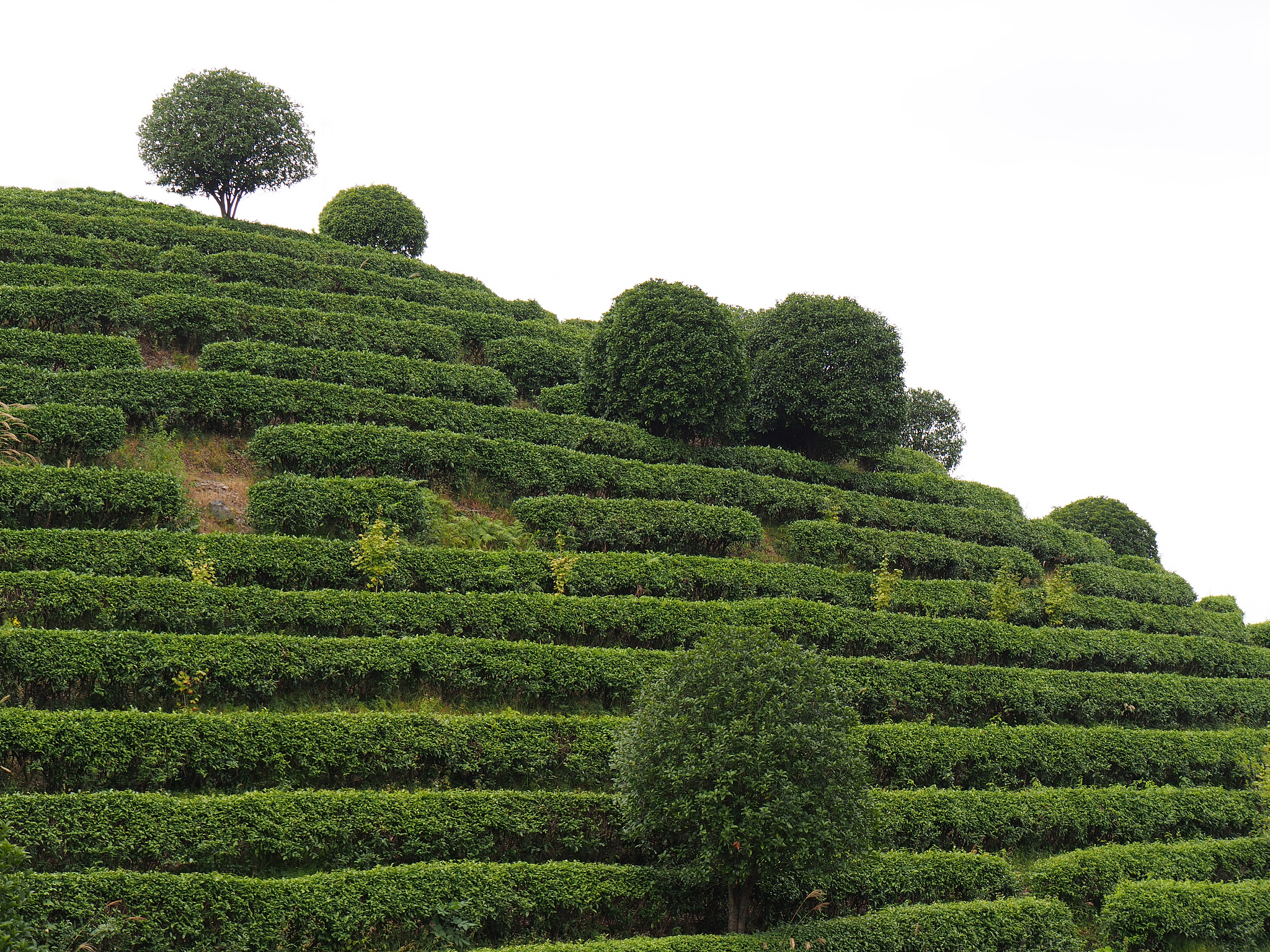 按照垂直种植提高了土地利用率利于保持水土在河谷和山林之间形成良性循环生态系统保障了花和茶的品质。2 分 因地制宜江边种荣莉一一河谷气候暖湿、水源充足;沙洲土质疏松、肥沃梯田利于通风、排水不易受洪水侵袭。山丘种茶树一一气温低减少病虫害污染少品质高。为要点论述垂直种植系统对福州茉莉花茶生产的有利影响。