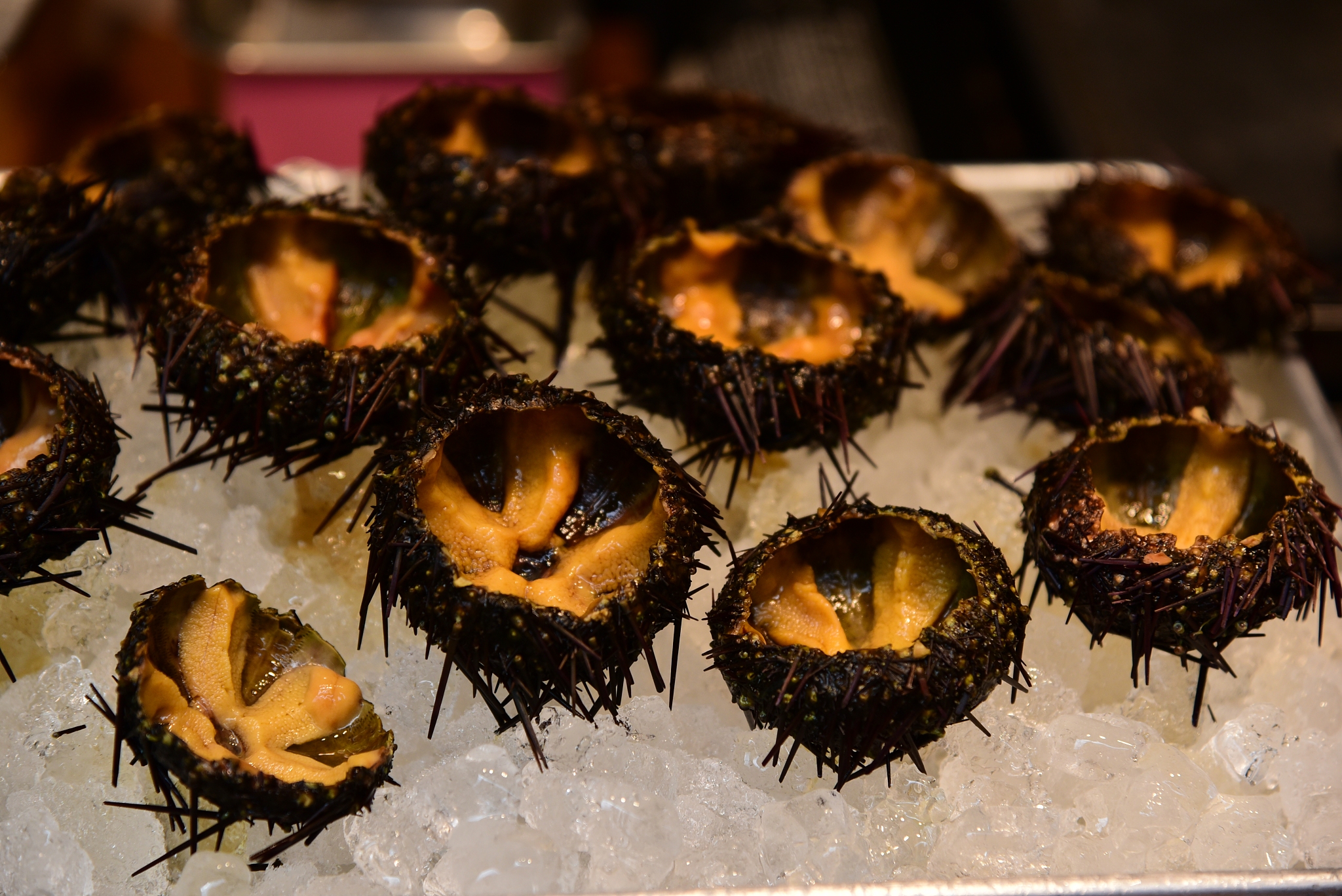 全球海胆爱好者分布地图：哪些国家最爱吃海胆？