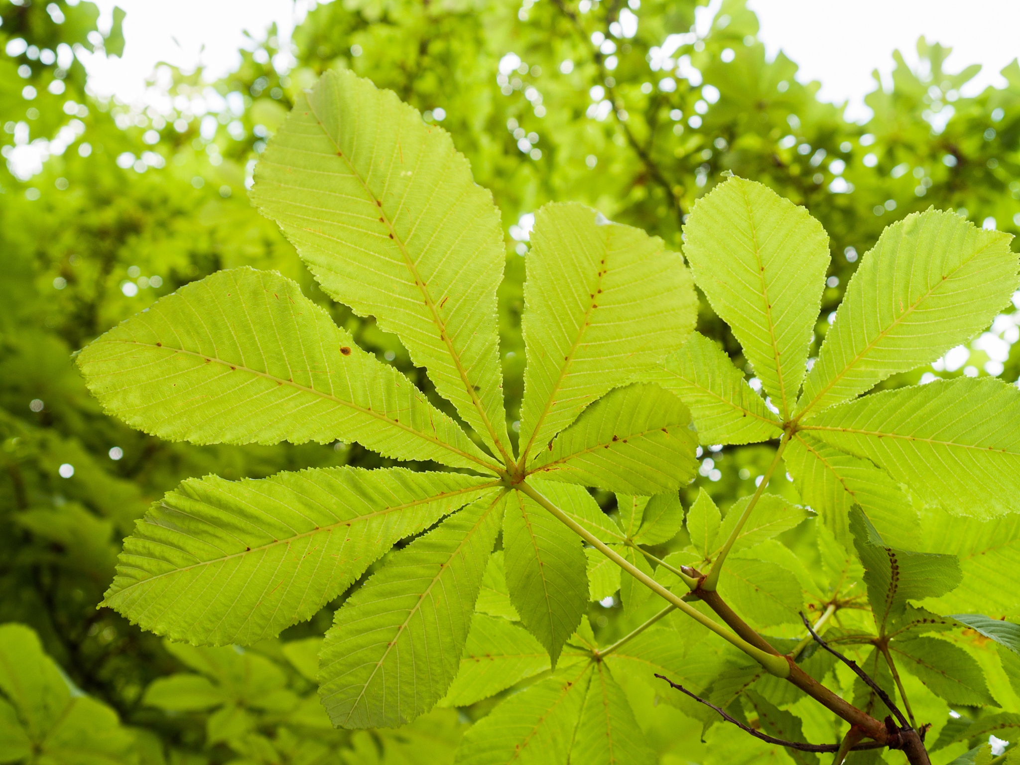 green leaf of chestnut tree (aesculus)