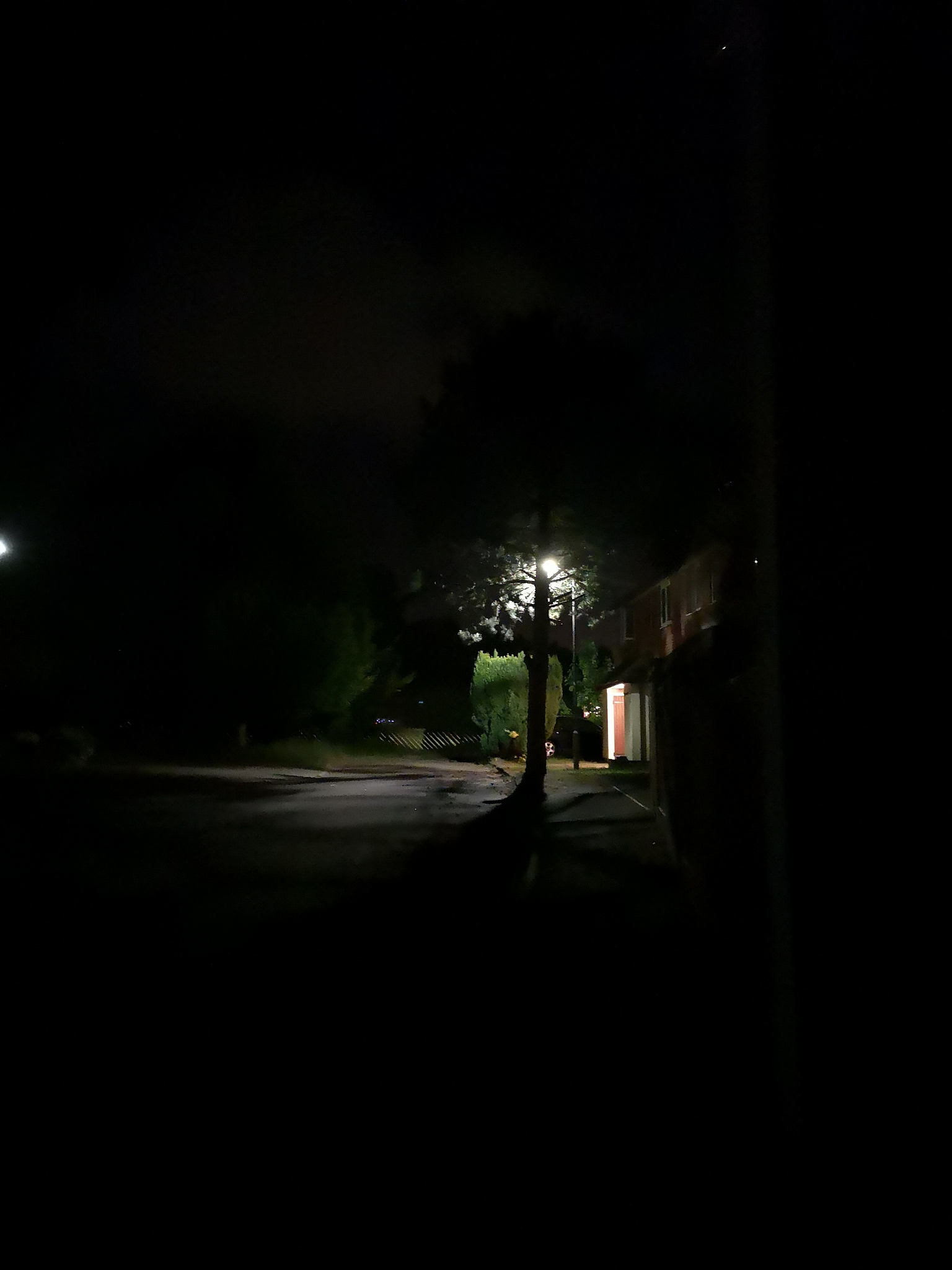tree in the night