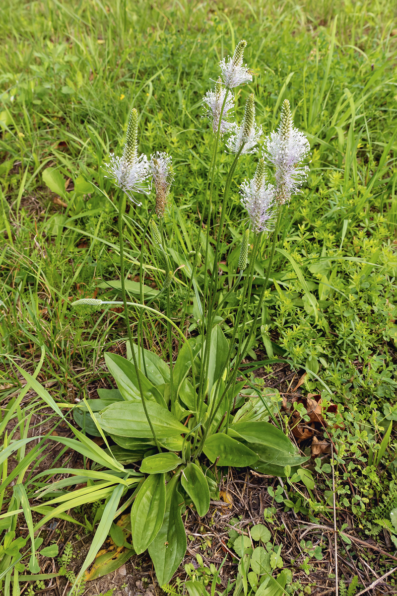 常见中草药名称及拉丁学名