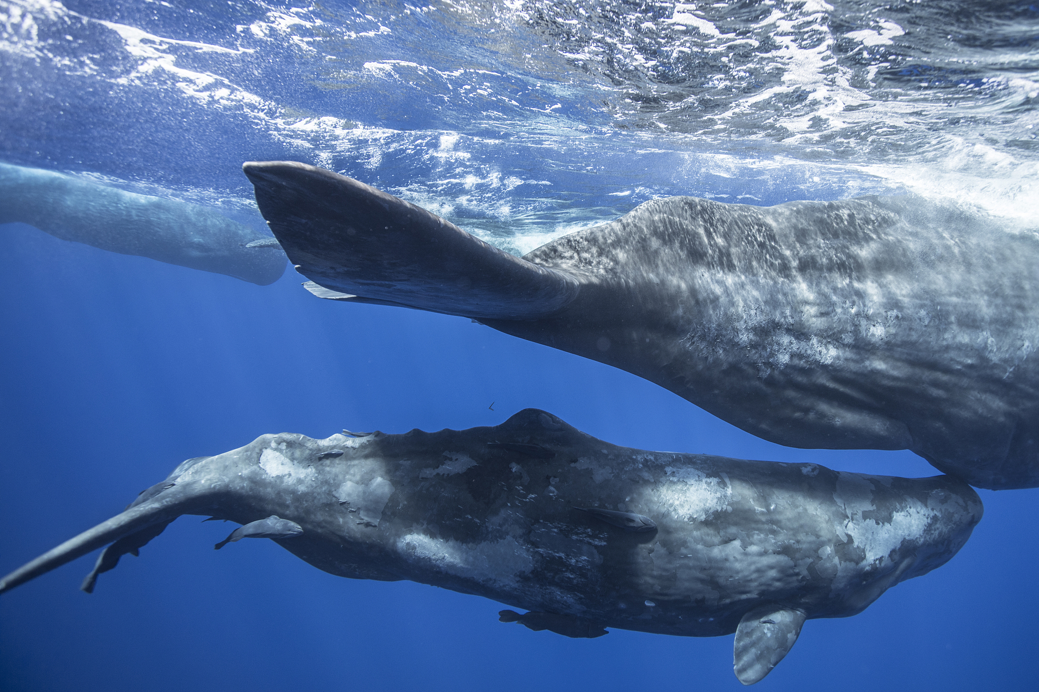 为什么鲸鱼是脯乳动物