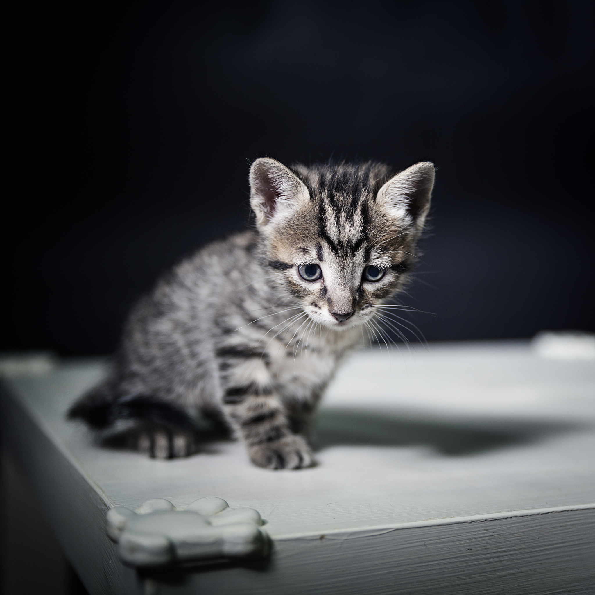 狸花猫：画中斑纹与灵动眼神