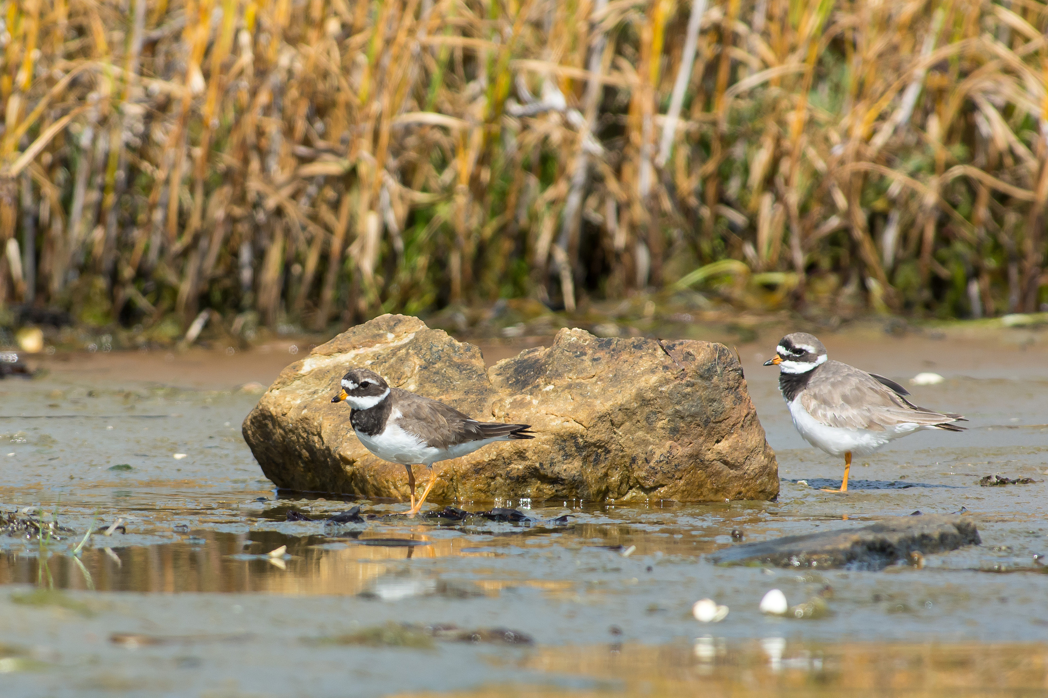 CUsersPLComputerpip uninstall wrapt --ignore-installedUsage pip uninstall options package pip uninstall options -r requirements file no such option --ignore-installed用中文翻译并解决问题