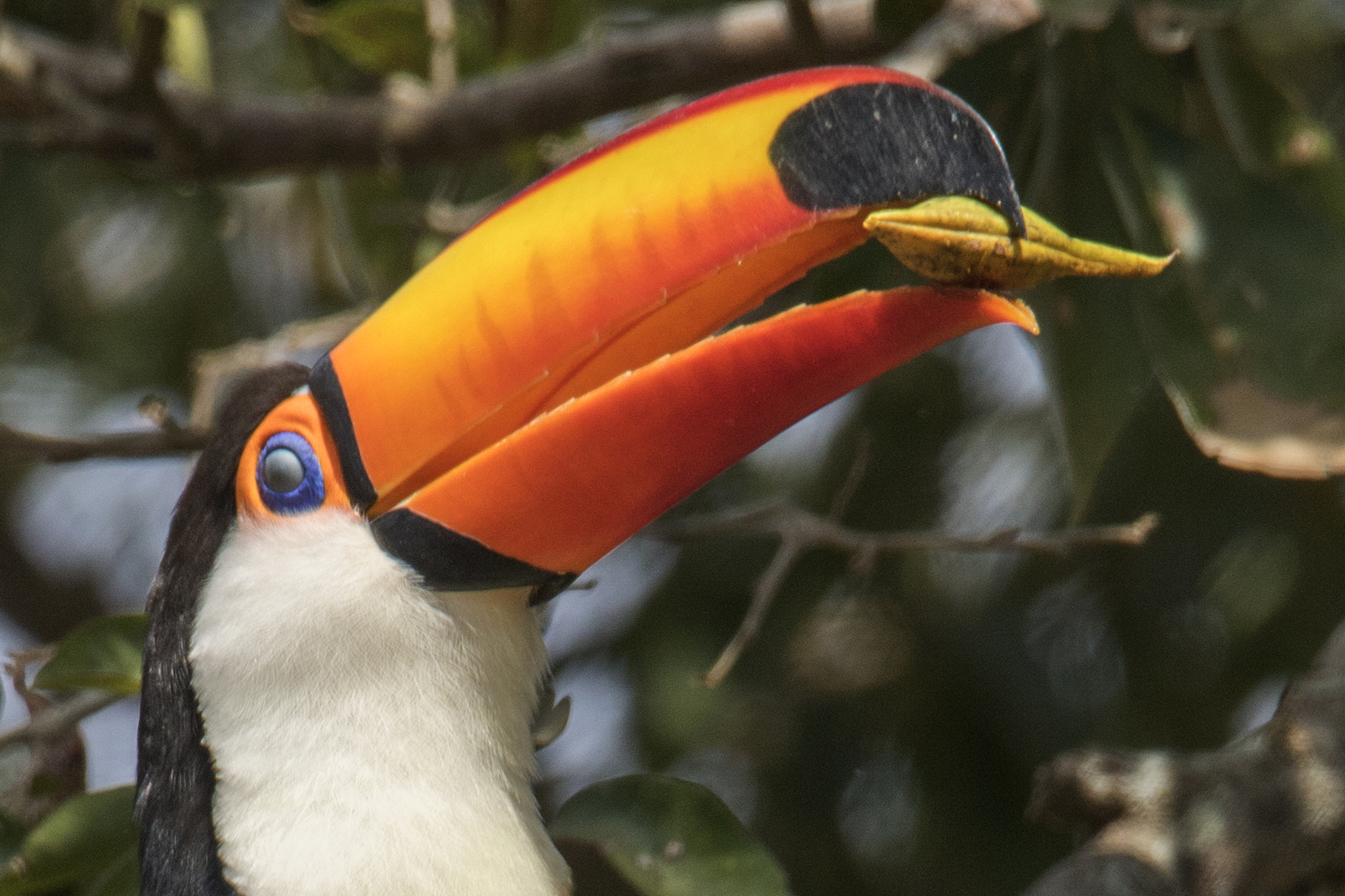 toco toucan eating a nut close-up