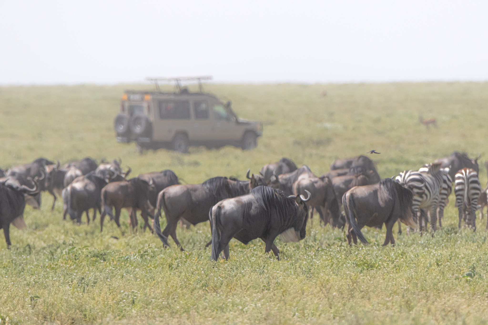 wildebeests in serengeti national park, tanzania
