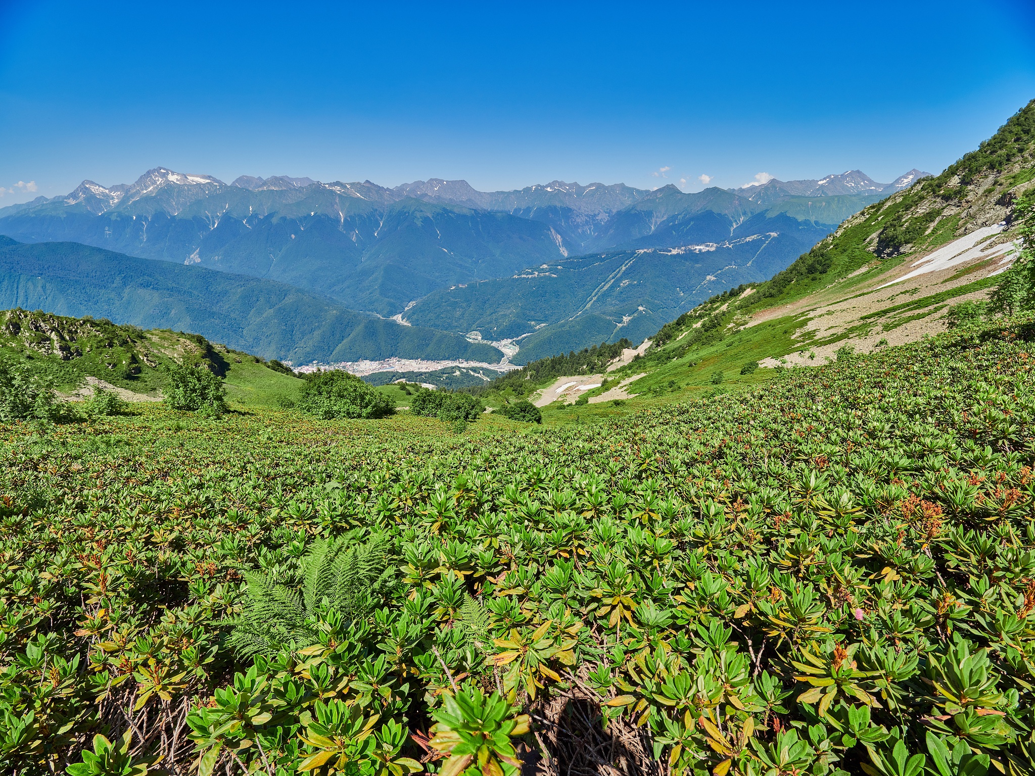 道地药材药性与生长环境的关联性研究