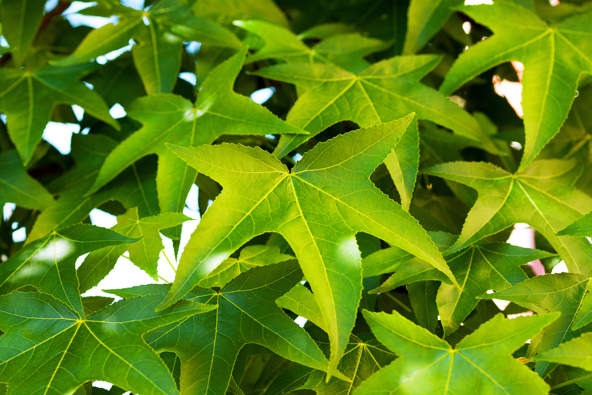 green leafs of liquidambar