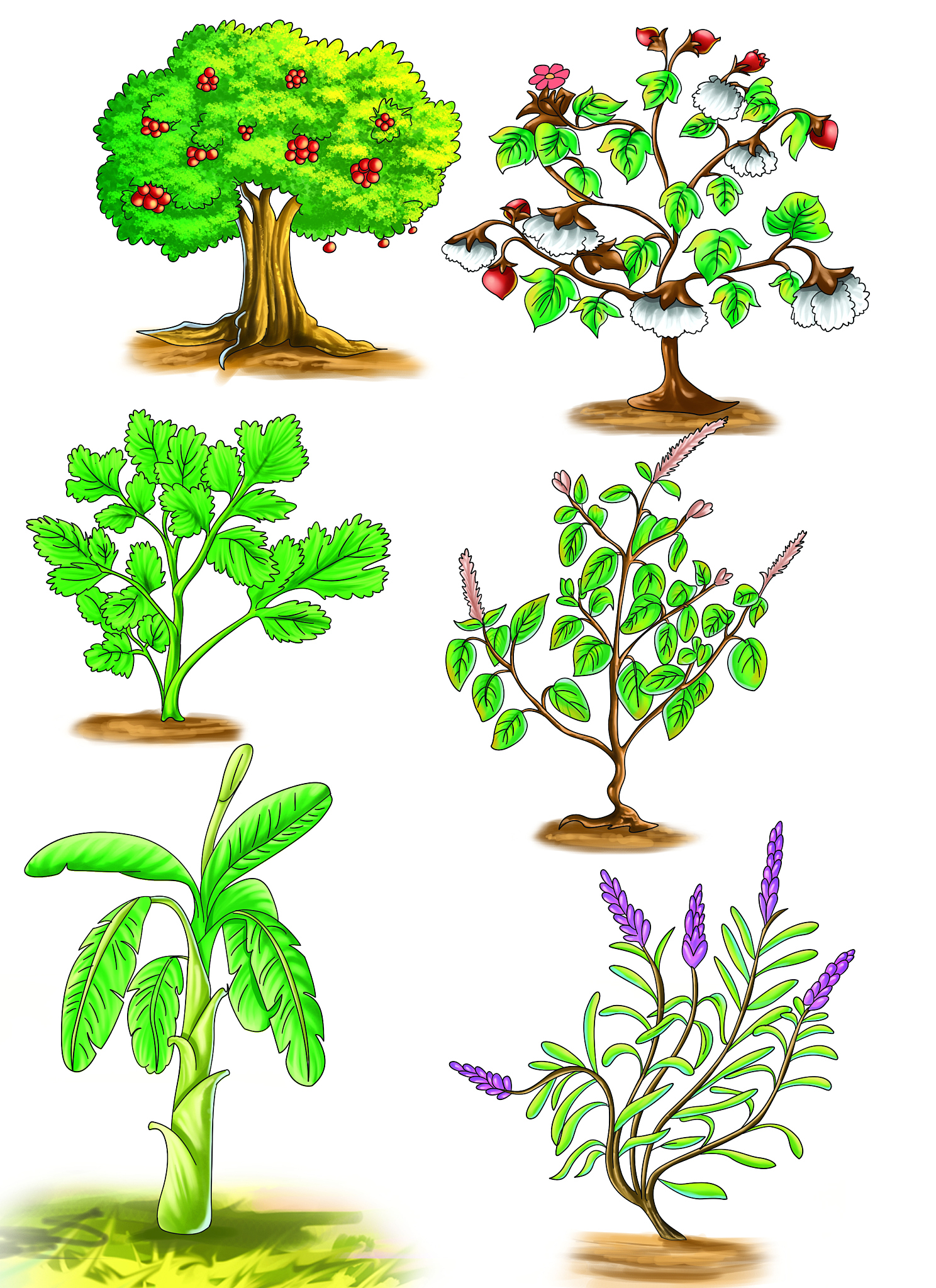 双子叶植物 详细介绍