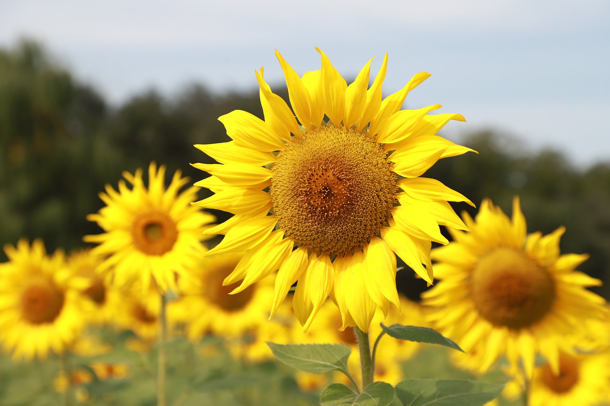 请用名人名言金句等来描写向日葵心怀梦想才能梦想绽放