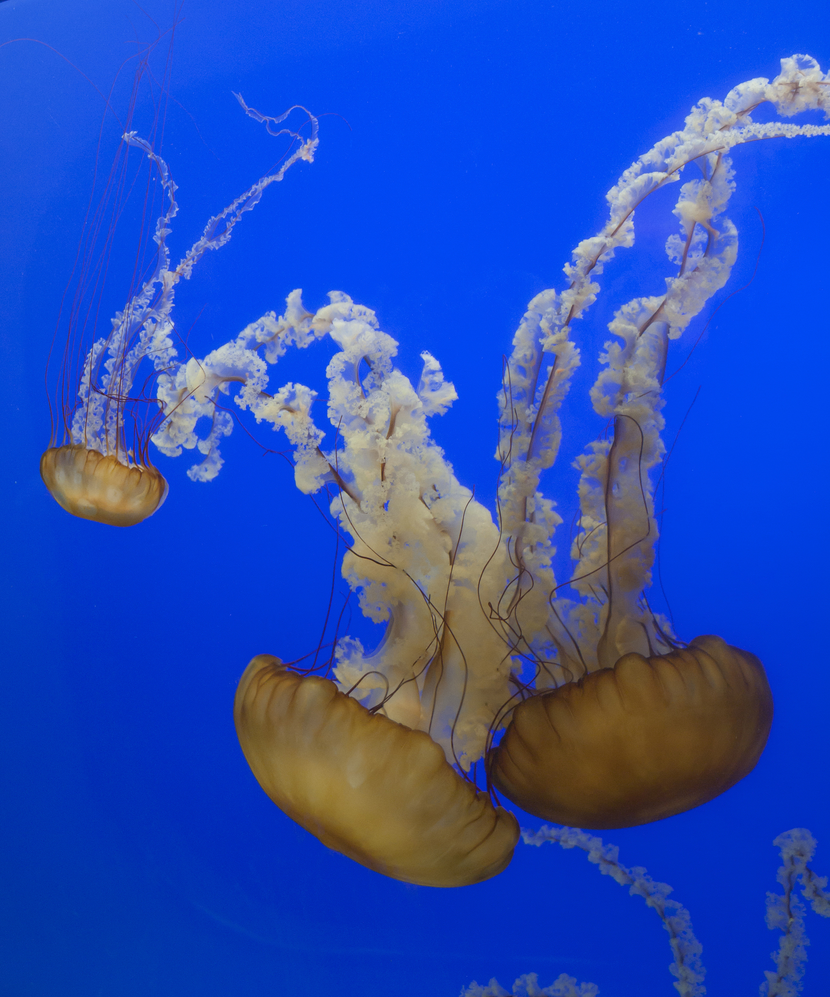 pacific sea nettle jellyfish