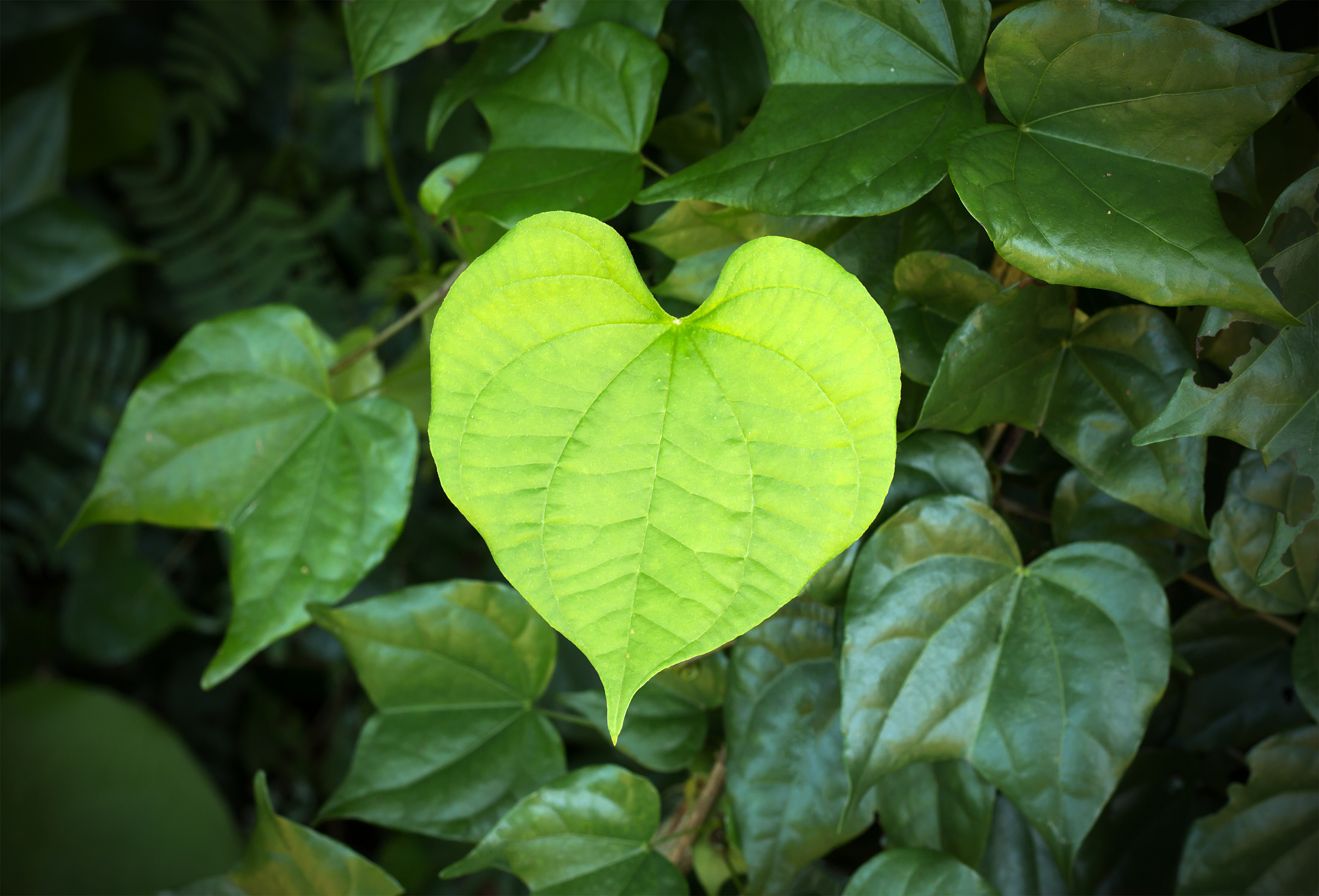 green leaves