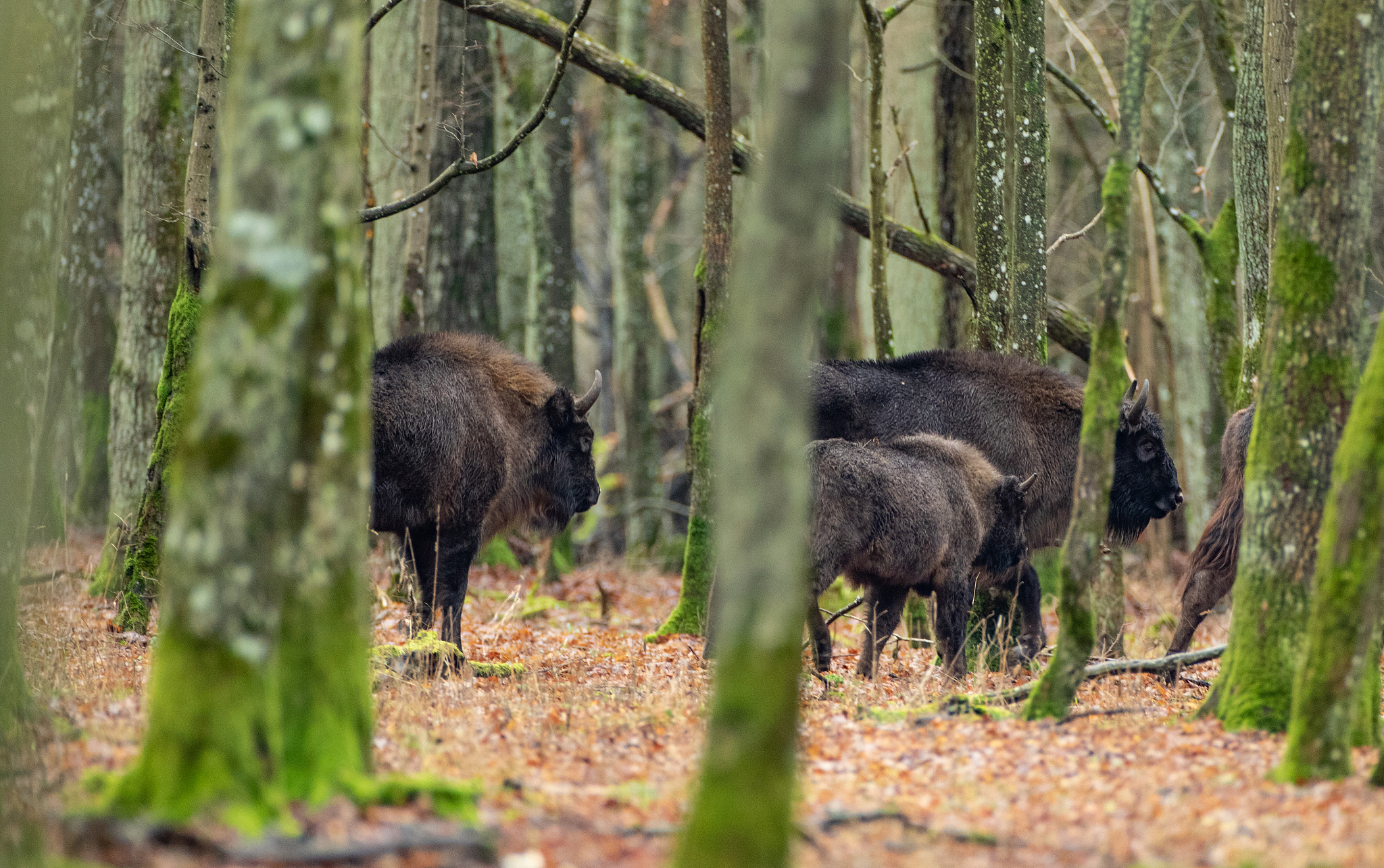 european bison(bison bonasus) herd among hornbeams