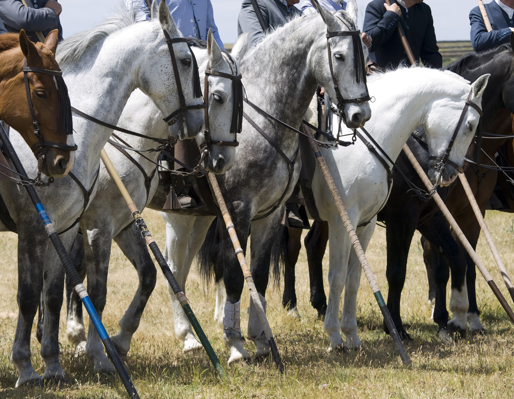 spanish horses at an 'acoso y derribo'