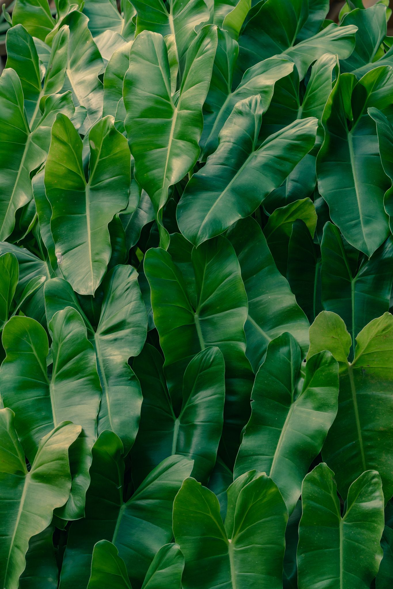 green leaves background