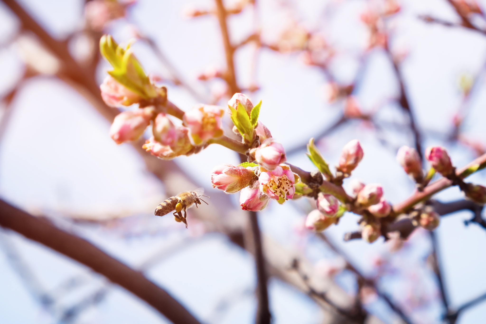 桃树开花结果需要蜜蜂吗？没有蜜蜂能结果吗？