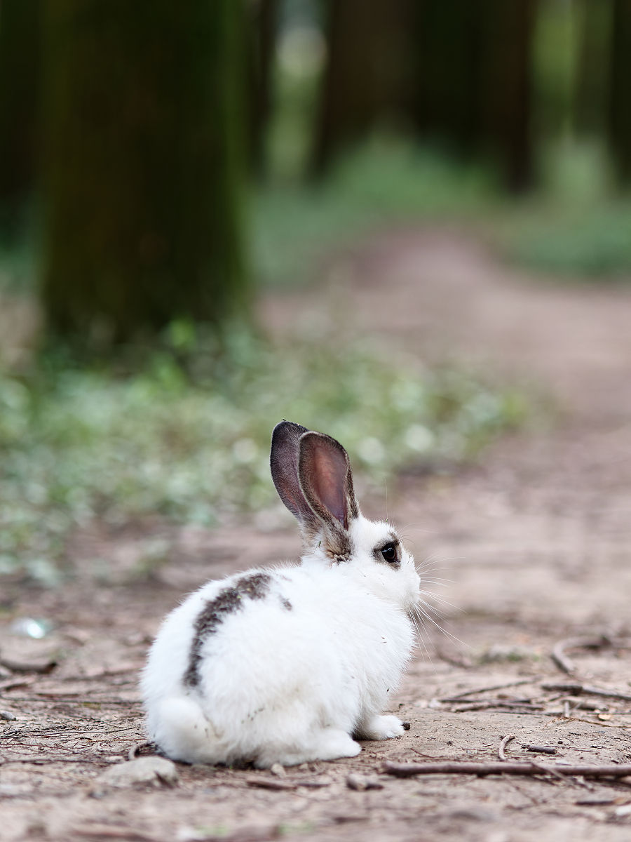 其中有20的兔子是残疾的在这堆兔子当中有60是三只脚的另外40只有两只脚