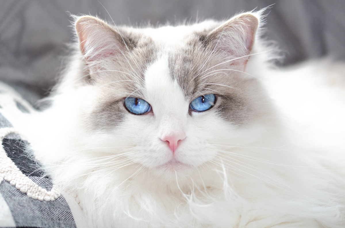 蓝眼睛的布偶猫在室内休息