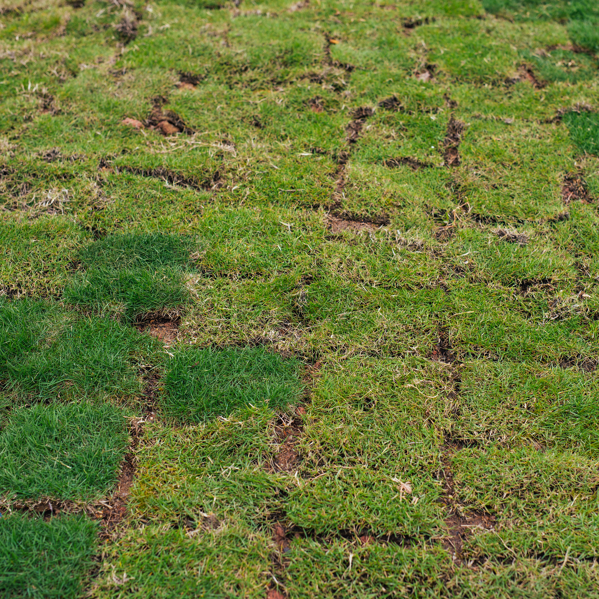 地被植被快速返青的方法是什么帮我用210字详细描述
