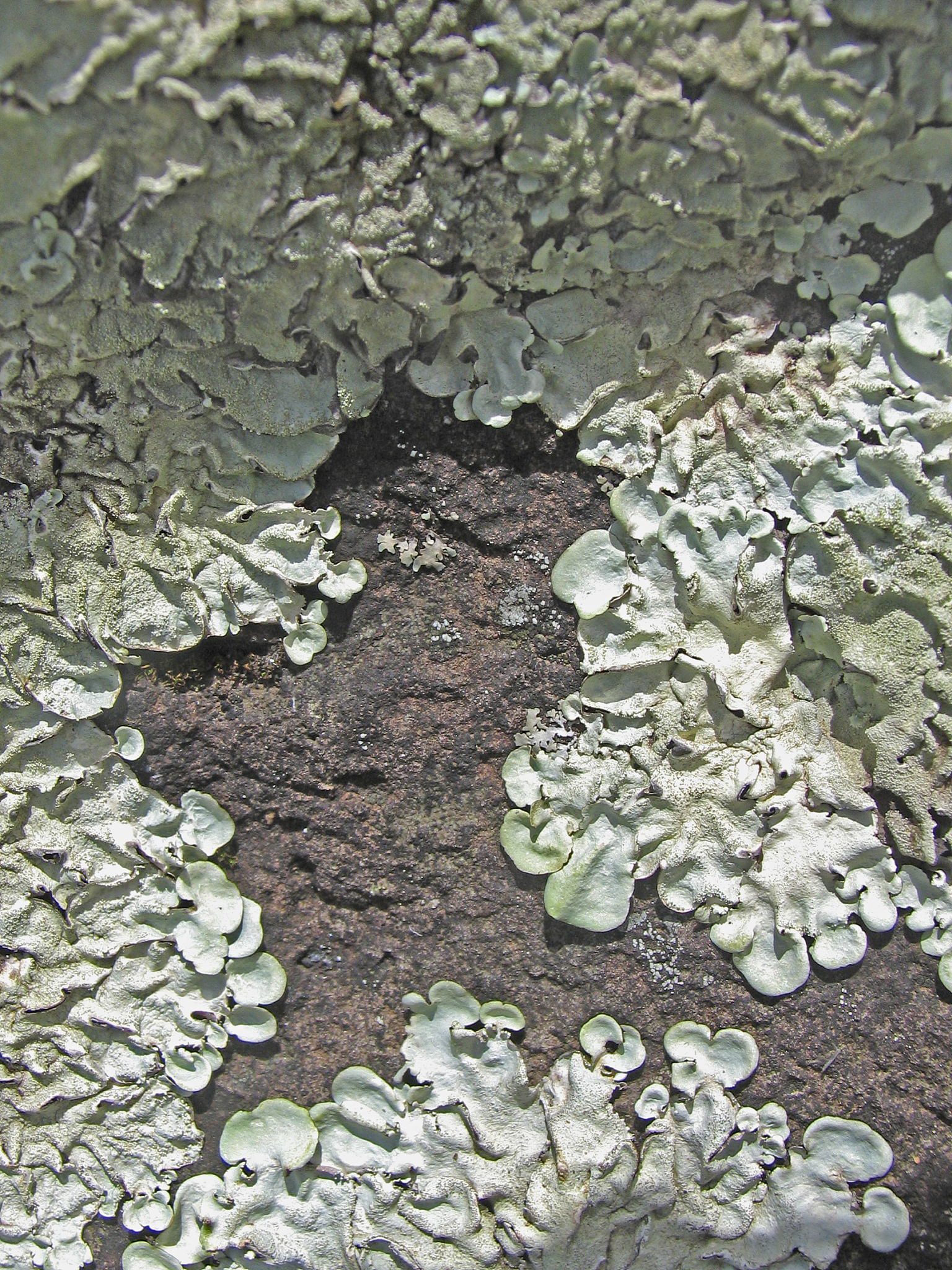 foliose lichen squamulose