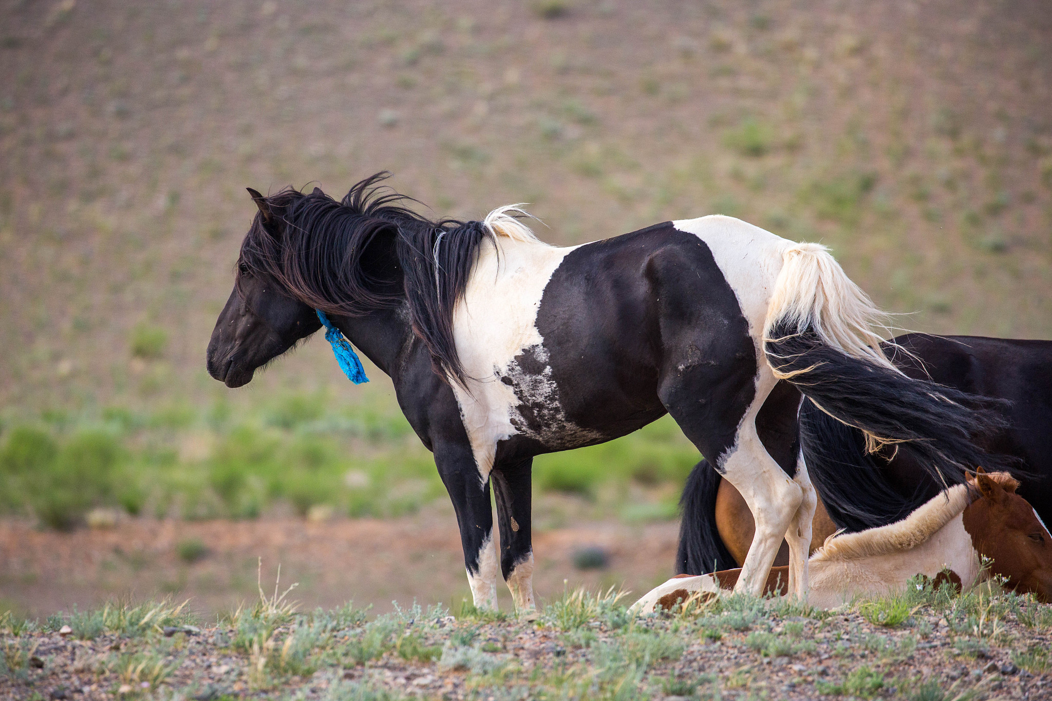 mongolia: mongolian horses in the gobi desert
