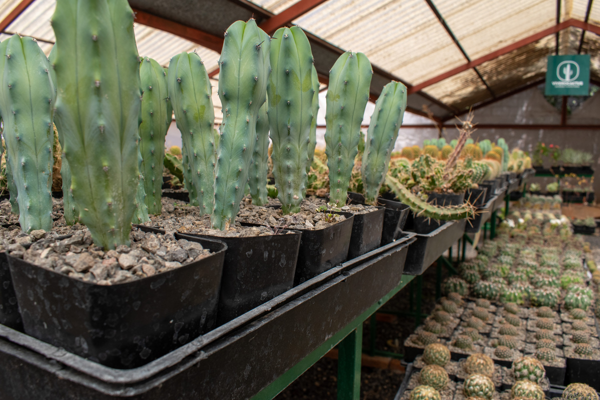仙人掌的浇水频率赶紧学起来让你的植物不干枯1500字
