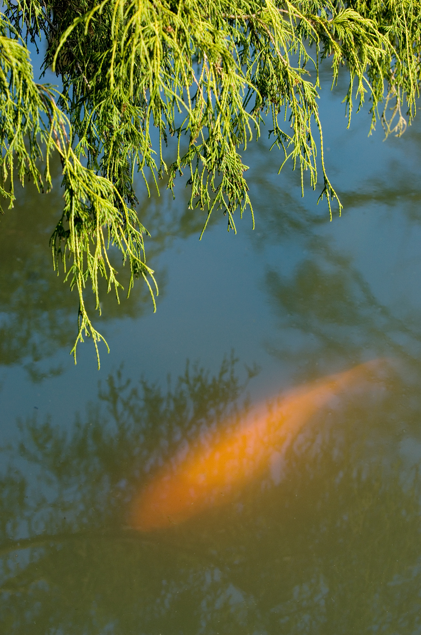 koi carp
