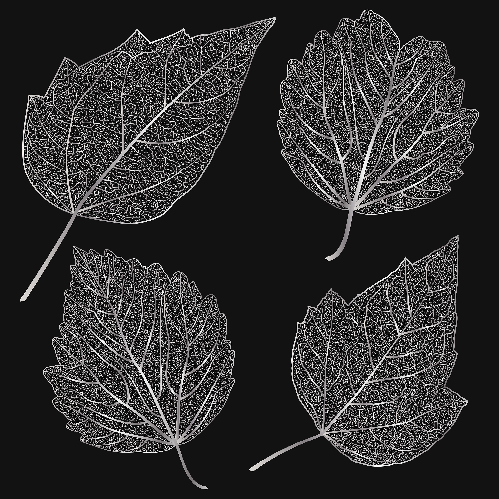 梧桐树叶序：对生排列，掌状复叶