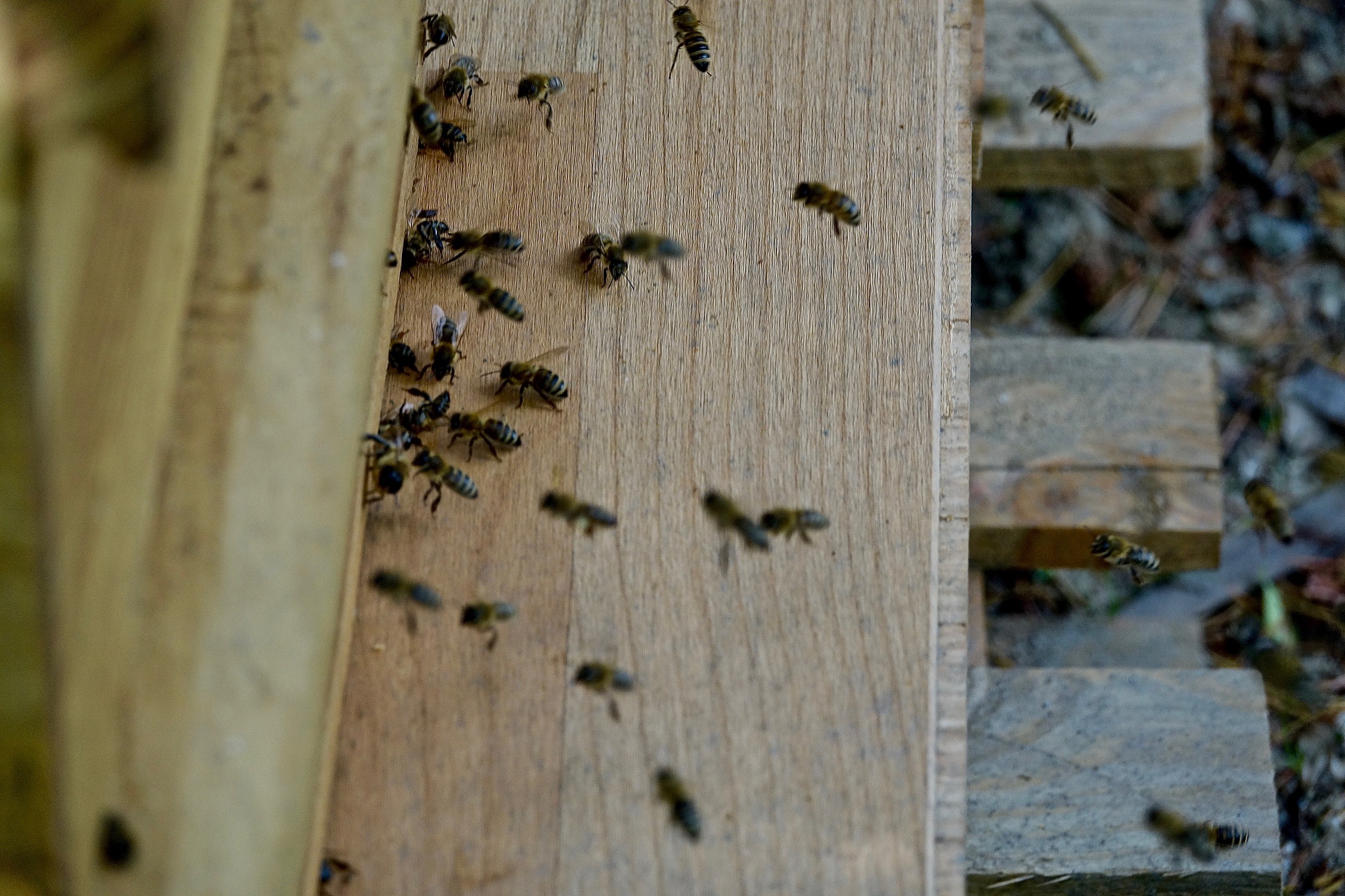 bienen