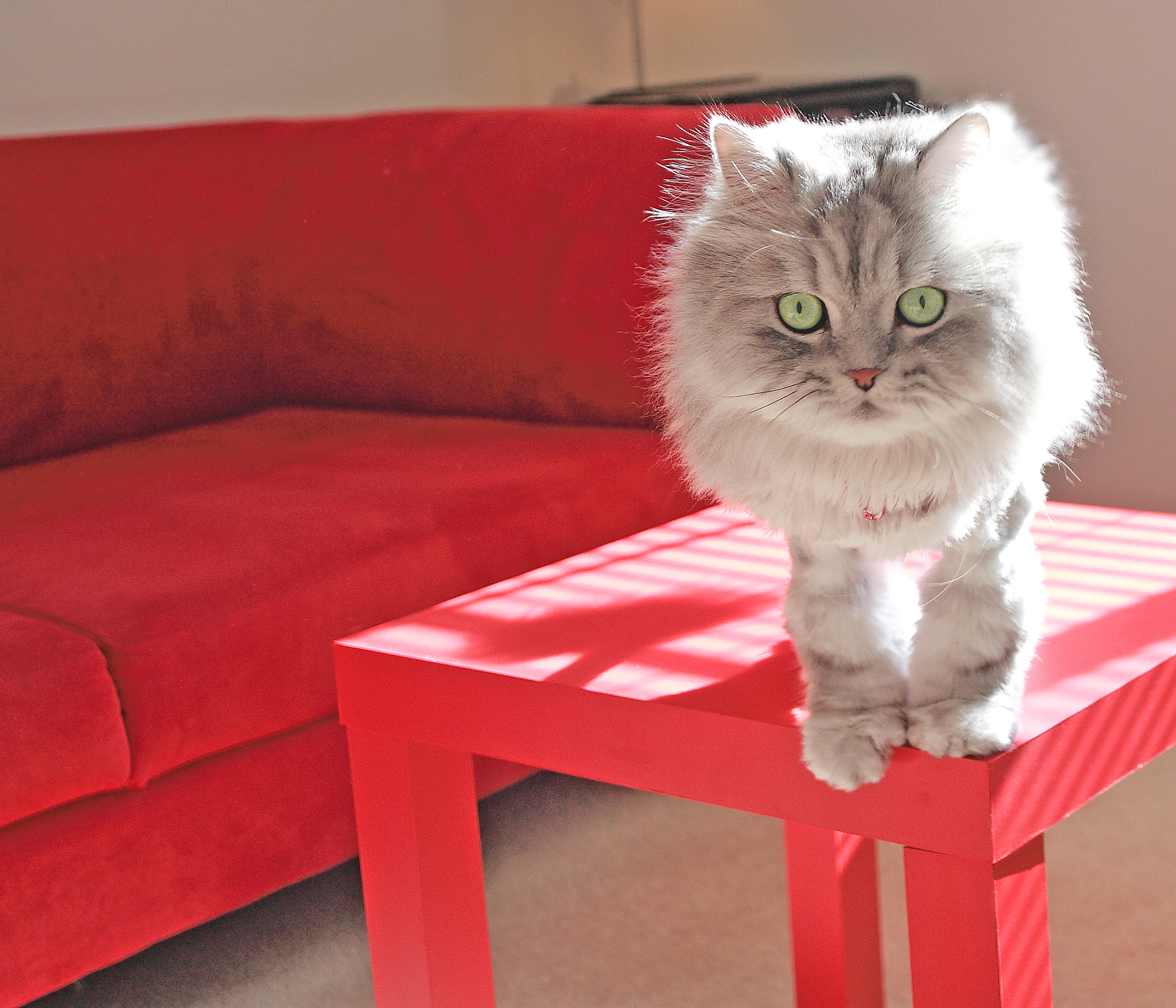 Adorable Cat Plays with Ball: Watch This Feline Fun!