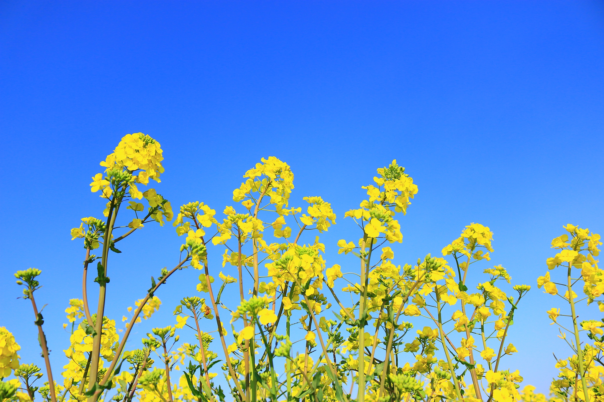 rape blossom festival, rape seed, flower, spring, wind turbine, 