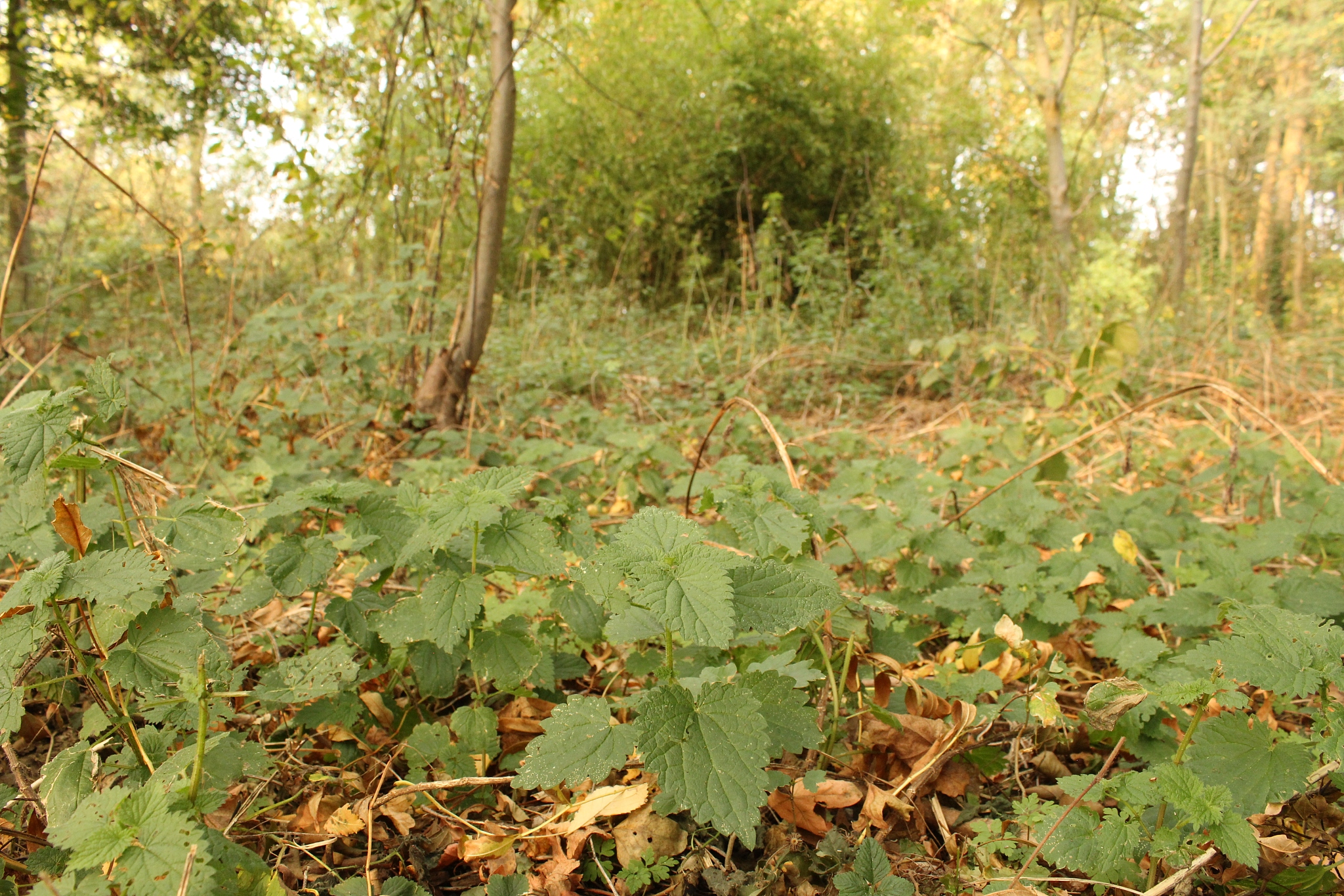lots of green stinging nettle plants in the forest in autumn