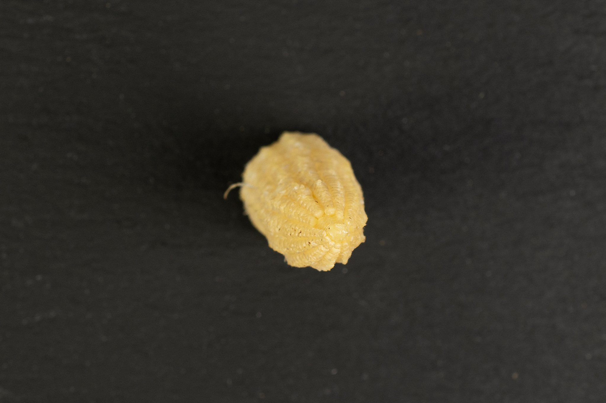 pickled baby corn on grey stone