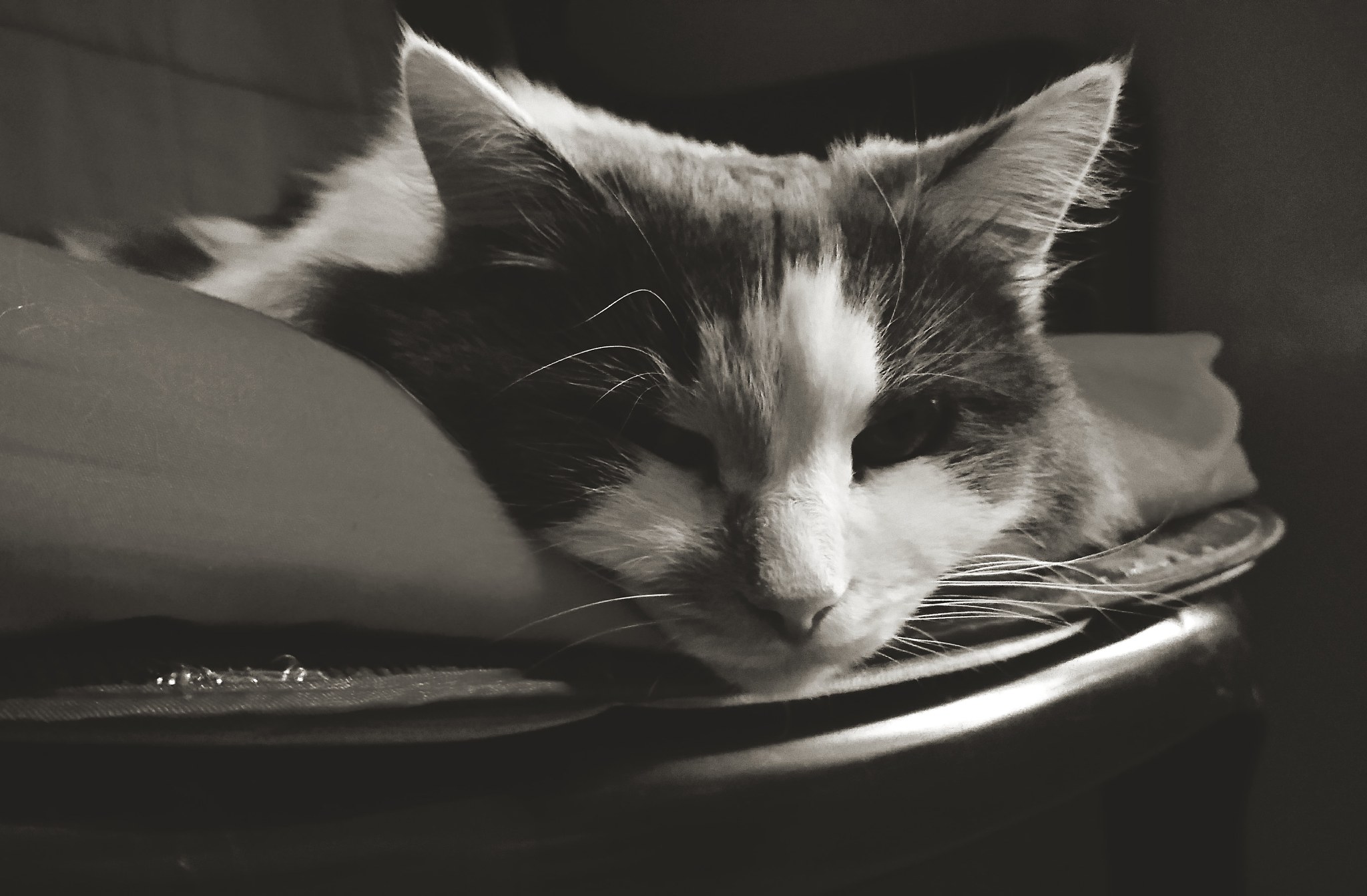 close-up portrait of cat relaxing at home
