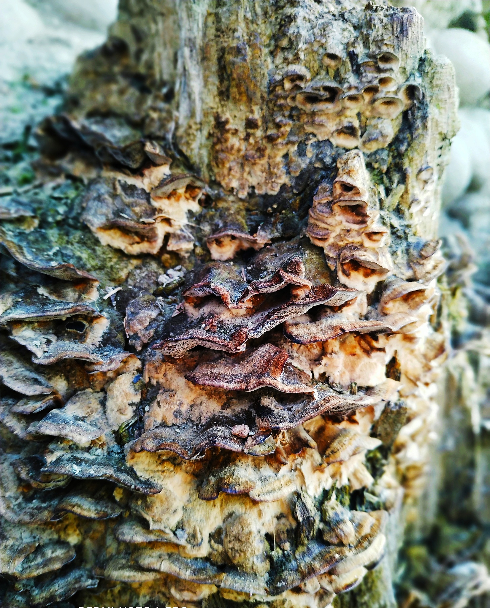fungus