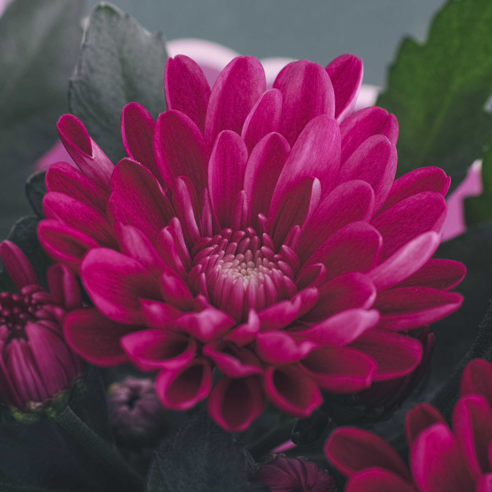 辐照降解菊花农药残留：研究难点及解决措施