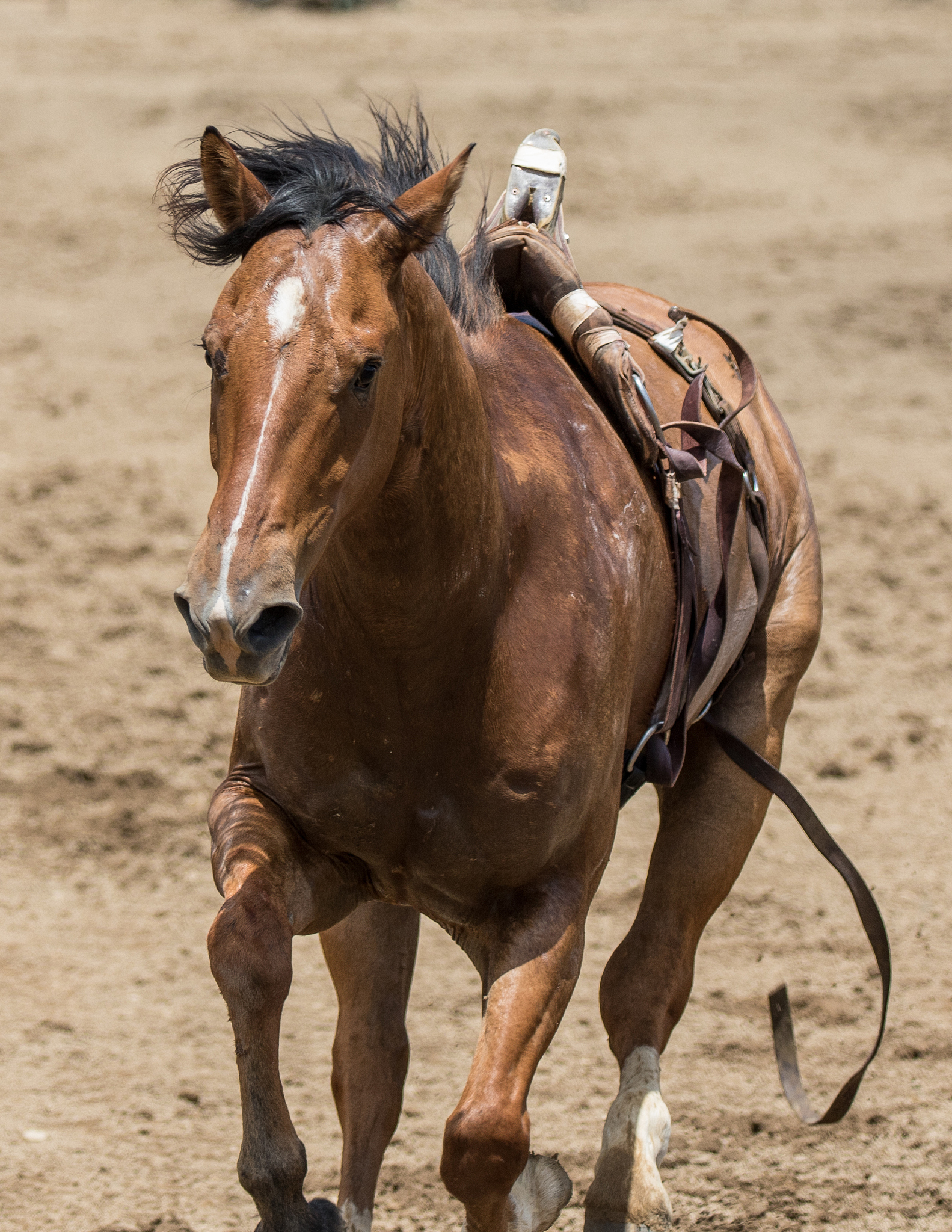 horse