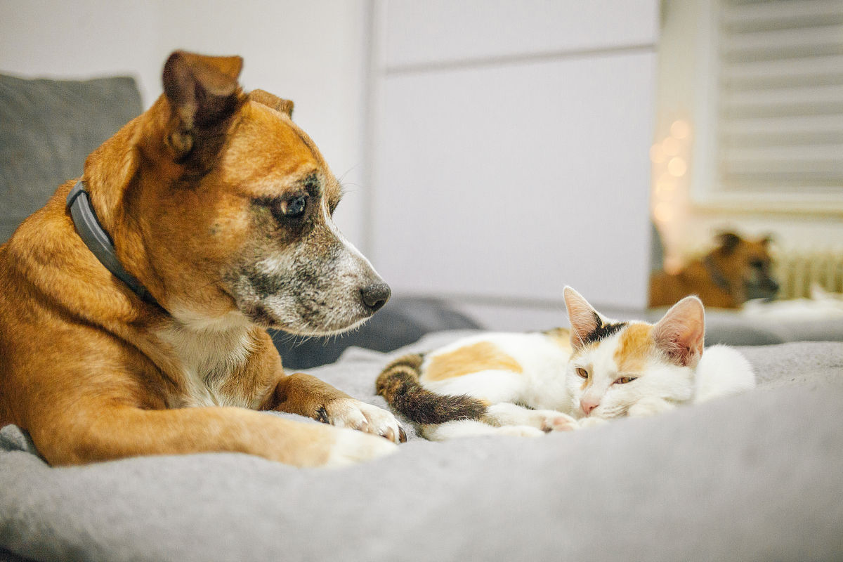 以猫和狗描绘一段感人的故事