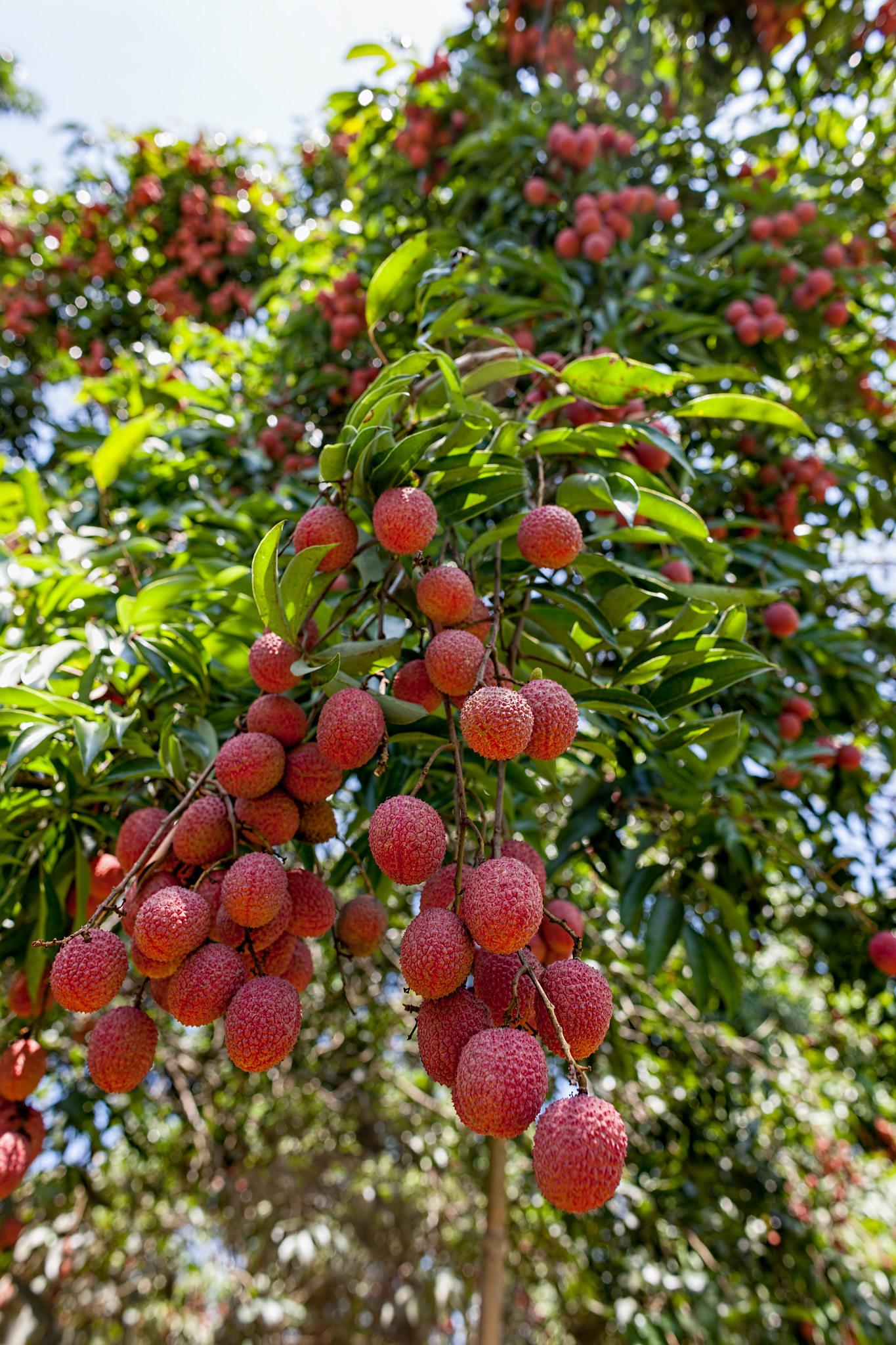 广东镇隆荔枝：‘荔枝自由’就在眼前，快来品尝夏日甜蜜！