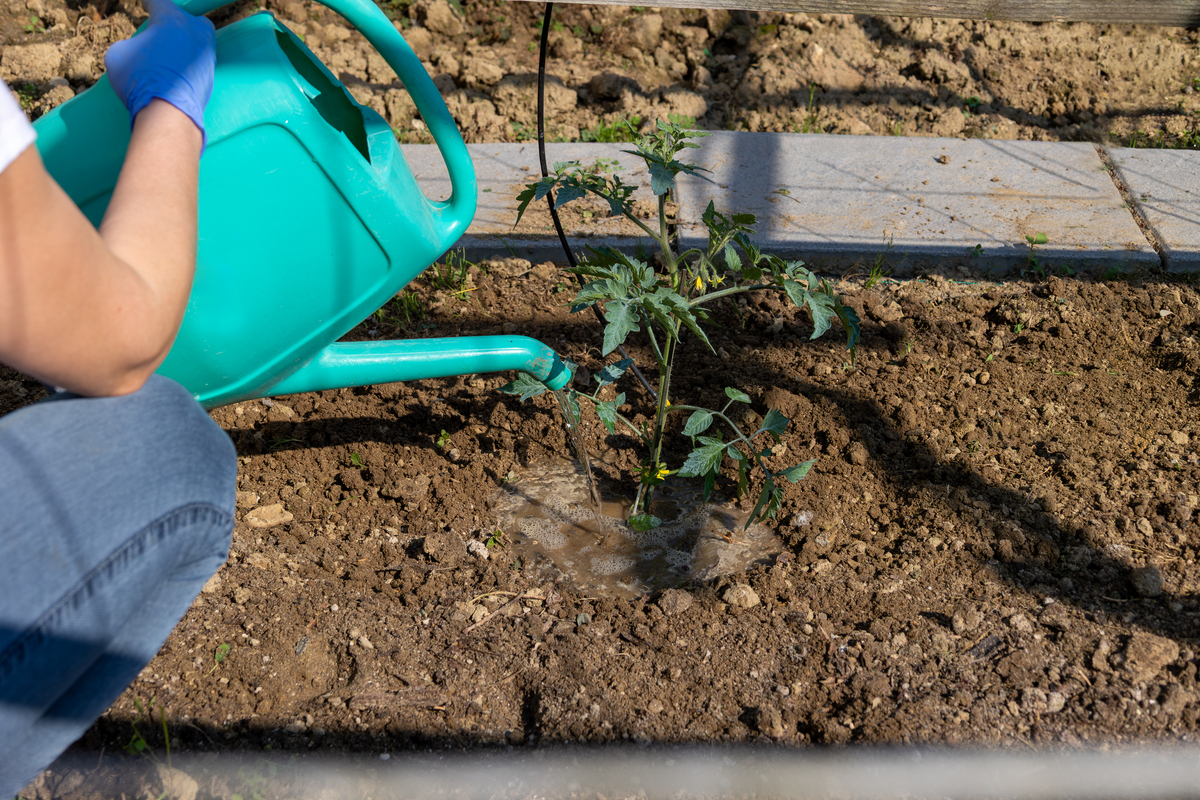 帮我写一下济南的植物种植技巧