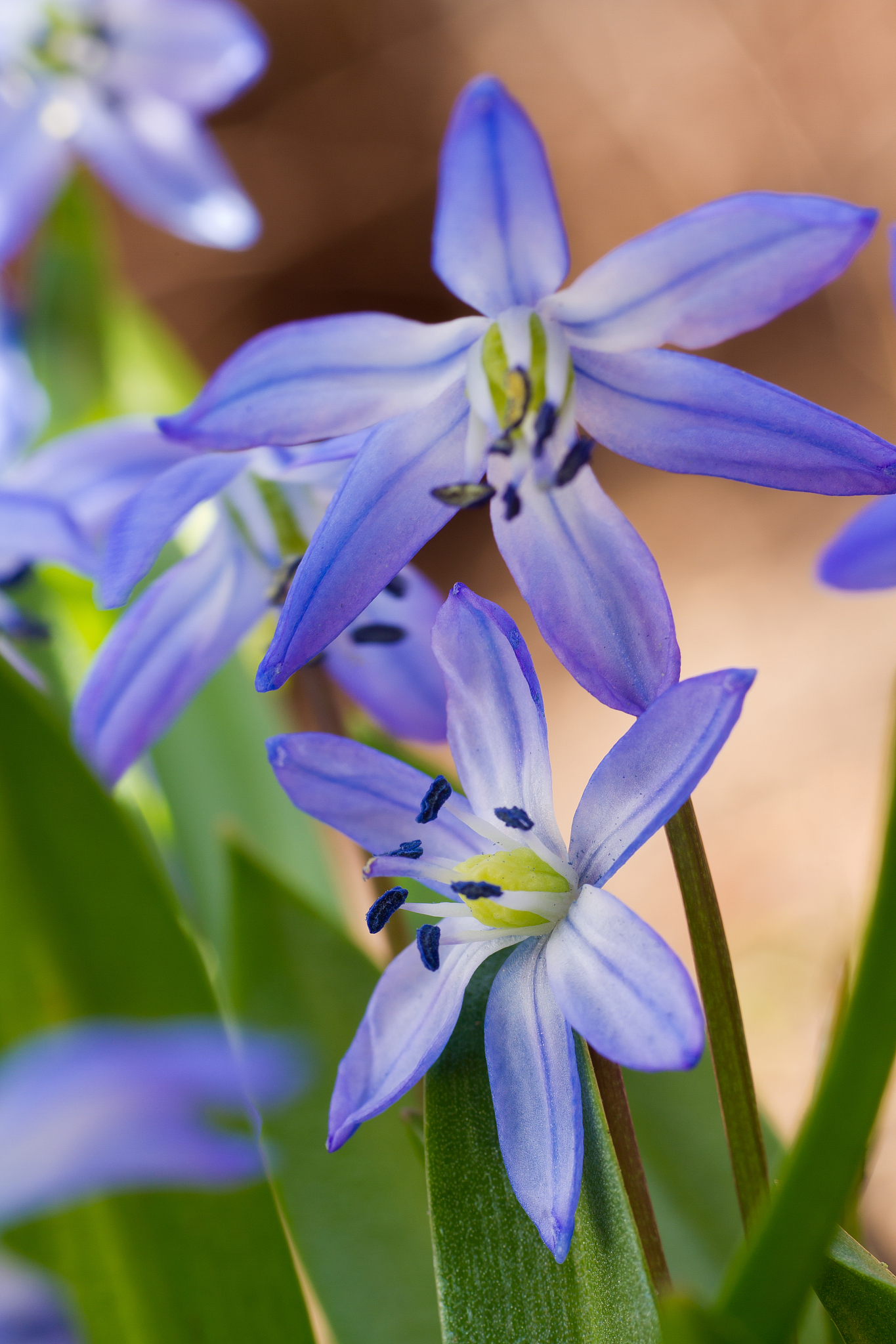 close-up of squill (scilla sibirica)