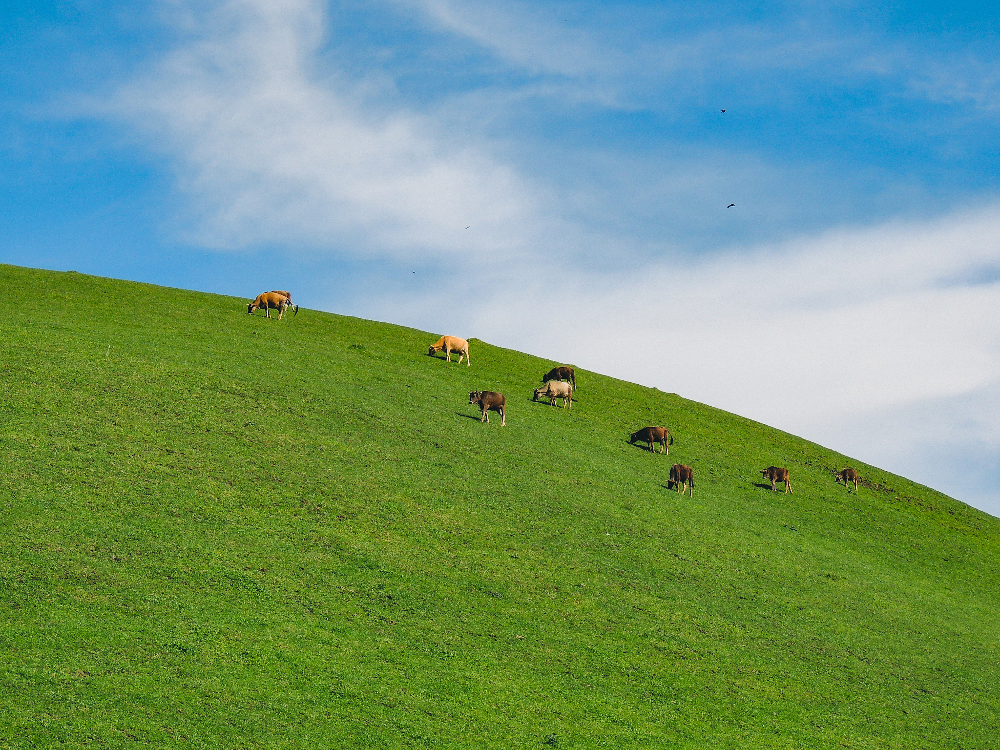 豪迈菩萨蛮：草原神仙的豪情壮志