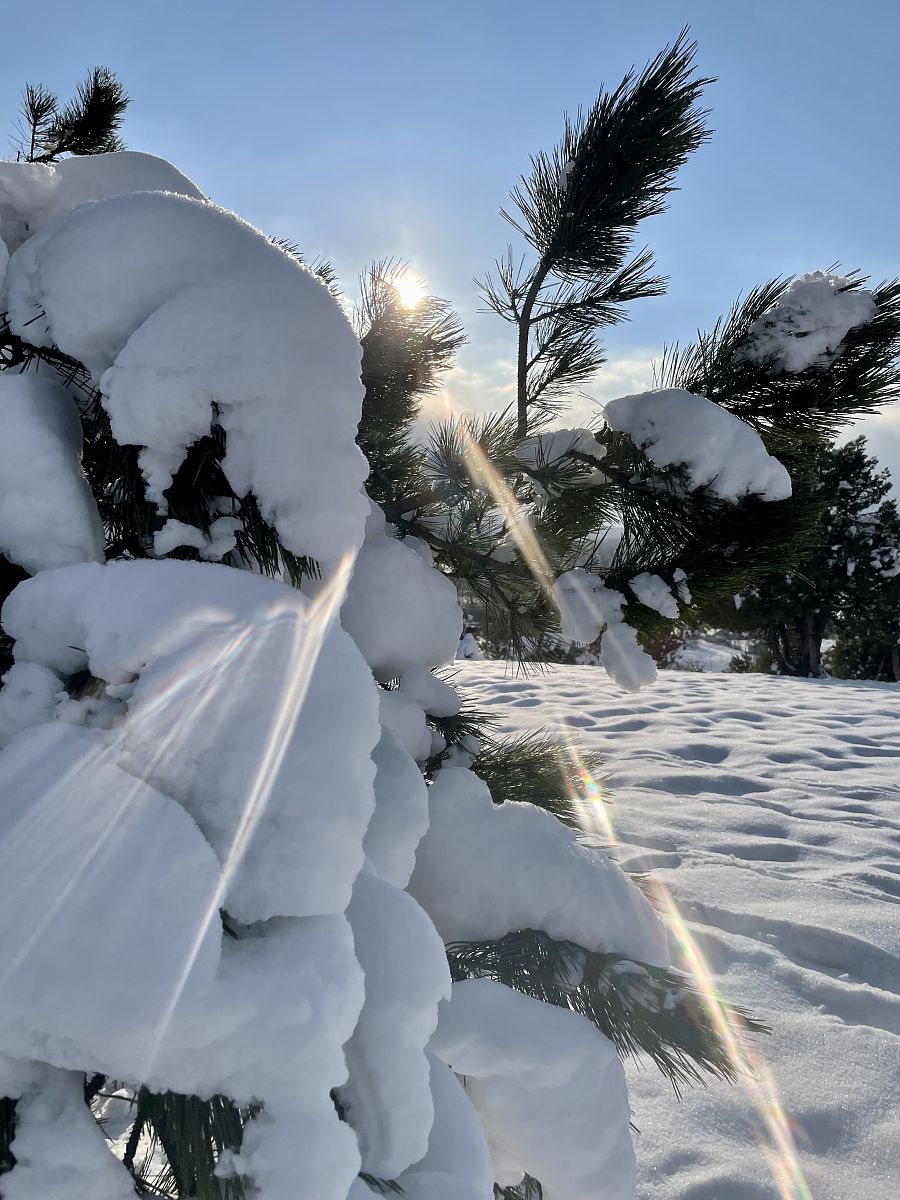 800字的散文，描写雪