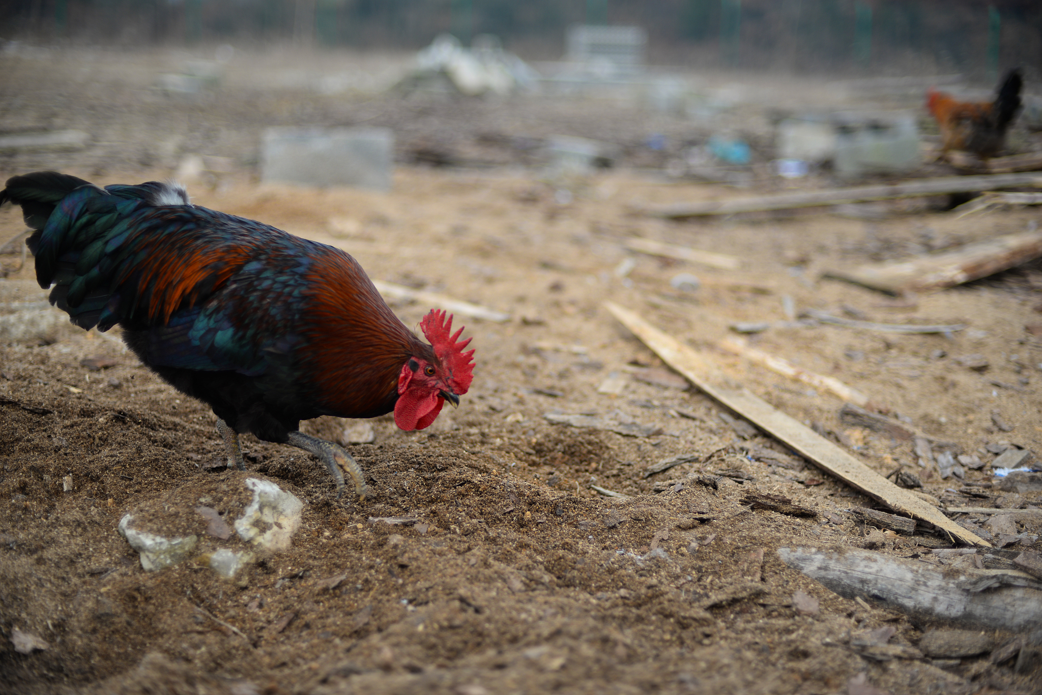 free range chicken
