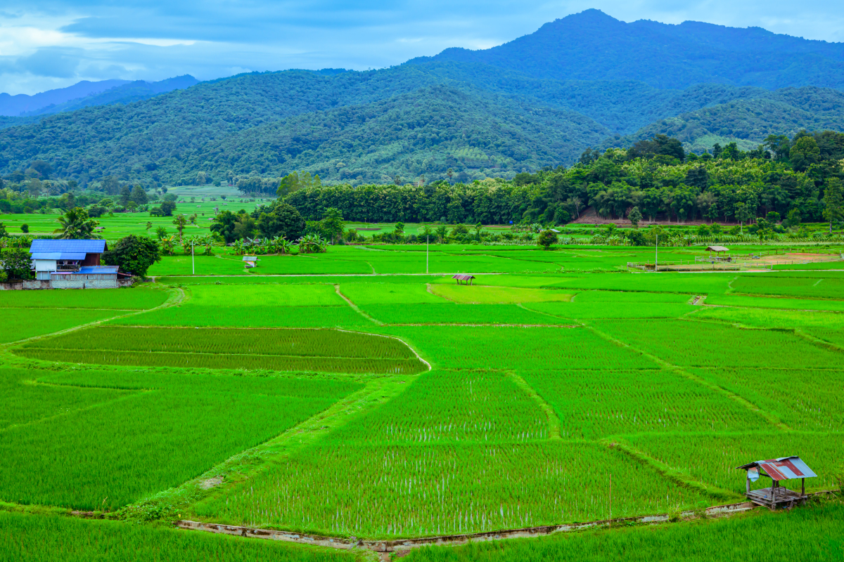 跟'希望的田野'类似的表达，更多乡村意境描述
