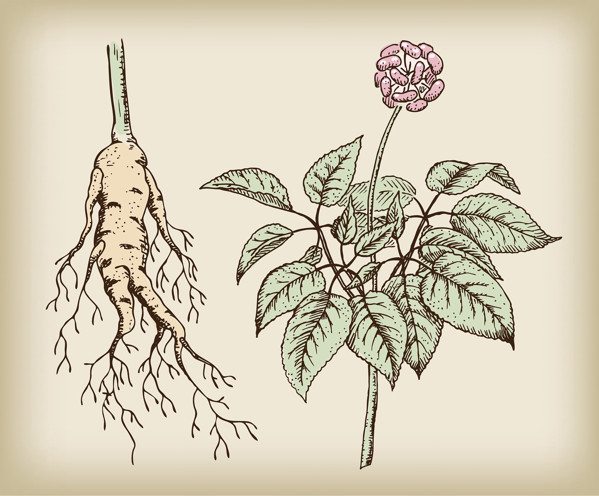 medicinal plant root